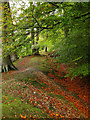 Park Pale, Slindon Wood