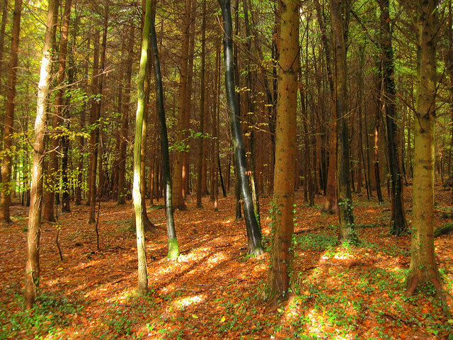 Slindon Wood © Simon Carey cc-by-sa/2.0 :: Geograph Britain and Ireland