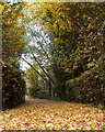 Carpet of leaves