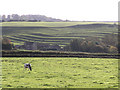 Strip Lynchets near Dyrham Park.