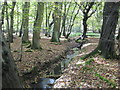 Cripsey Brook in Epping Forest