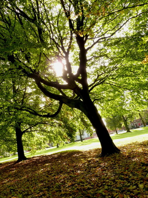 Trees in Whitworth Park in Moss Side, Manchester