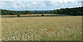 Farmland near Acton Reynald (2)