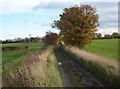 Track towards Sutton Scarsdale