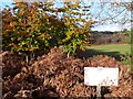 Faded Sign, Wareham forest