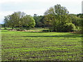 Arable field near Harmby