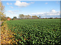 Cultivated fields by Clintergate