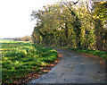 Autumnal trees beside the lane to Redenhall