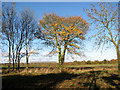 Autumnal tree beside the footpath