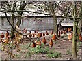 NY4665 : Free range chickens at Horsegills Farm by Oliver Dixon