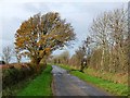 Autumn colours near Cocklet Hill Farm