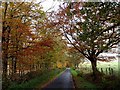 Autumn colours near Flosh Bridge