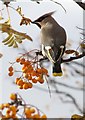 Waxwing (Bombycilla garrulus)