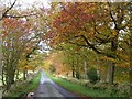 Autumn colours near Petersyke