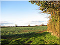 Cultivated field by North Green