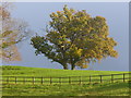 Guildenhurst Skyline