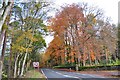 Beech at the Bends