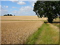 On the Angles Way, approaching the junction with Mill Lane (track)