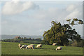 Sheep and a view of St Arilda