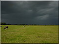 Cattle grazing near Ryton prior to a storm