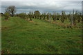 An orchard, Nympsfield