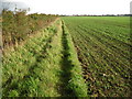 Footpath from Birdham towards Sidlesham Common