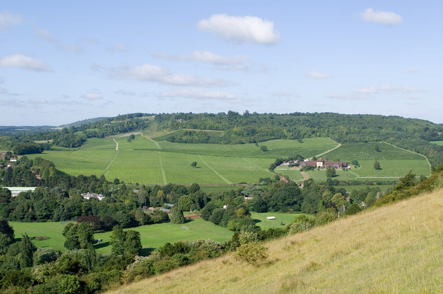 Denbies Vineyard from Box Hill © Ian Capper :: Geograph Britain and Ireland