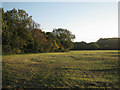 Field east of Beech Farm, Kington