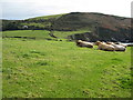 Cattle above Hemmick Beach