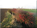 Red berries in drainage channel