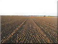 Field in Romney Marshes