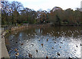 Crowded Pond