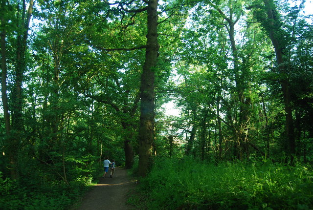 Woodland section of the Saxon Shore Way near Lower Upnor
