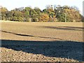 Long Plantation from Purston Lane