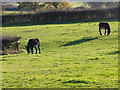 Donkeys, Wingfield