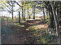 Bridleway through the trees