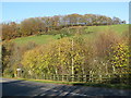 Autumn sun on the hillside above Waterrow