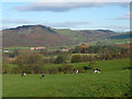 Cattle grazing in field below Hardings