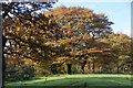 Autumn trees on Trapp Lane