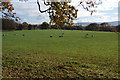 Sheep grazing near Huntroyde