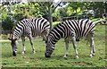 Zebra in Newquay Zoo