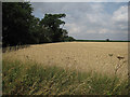 Wheat field off Balsham Lane