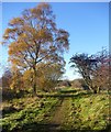 Autumn birch by the Teesdale Railway walk