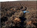 Boggy Footpath Across Moorland