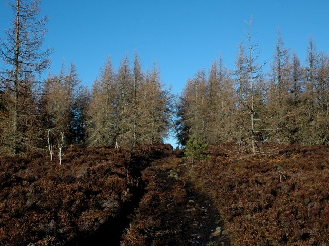 Group of Trees and Footpath