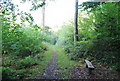 Bench in Littleheath Wood