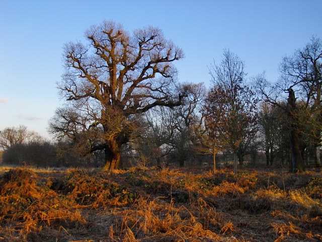 A great old oak in Two-Storm Wood,... © Stefan Czapski cc-by-sa/2.0 ...