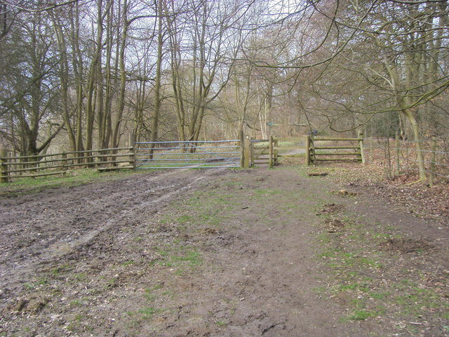 Footpath in Whorley Wood