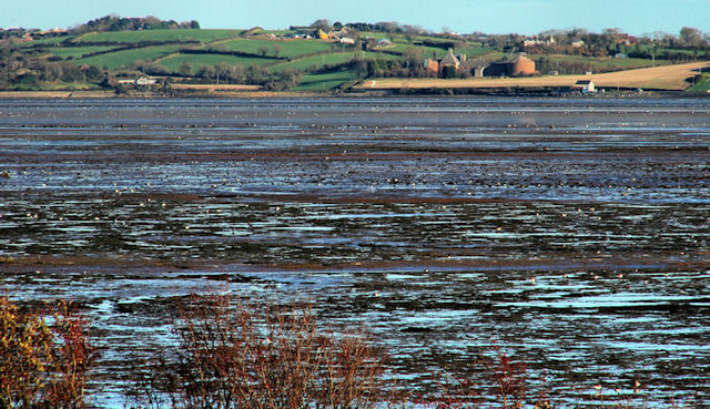 Intertidal mudflats, Strangford Lough (1)