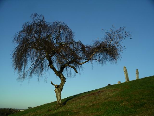 Tree, Kimberley cemetery